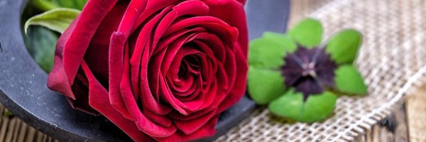 M_Kraneveldt Profile Banner