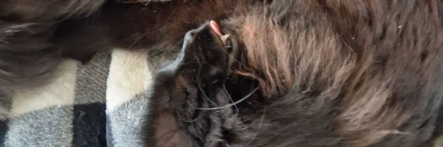 trustevald's profile banner image