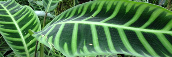 JamieSziklay Profile Banner