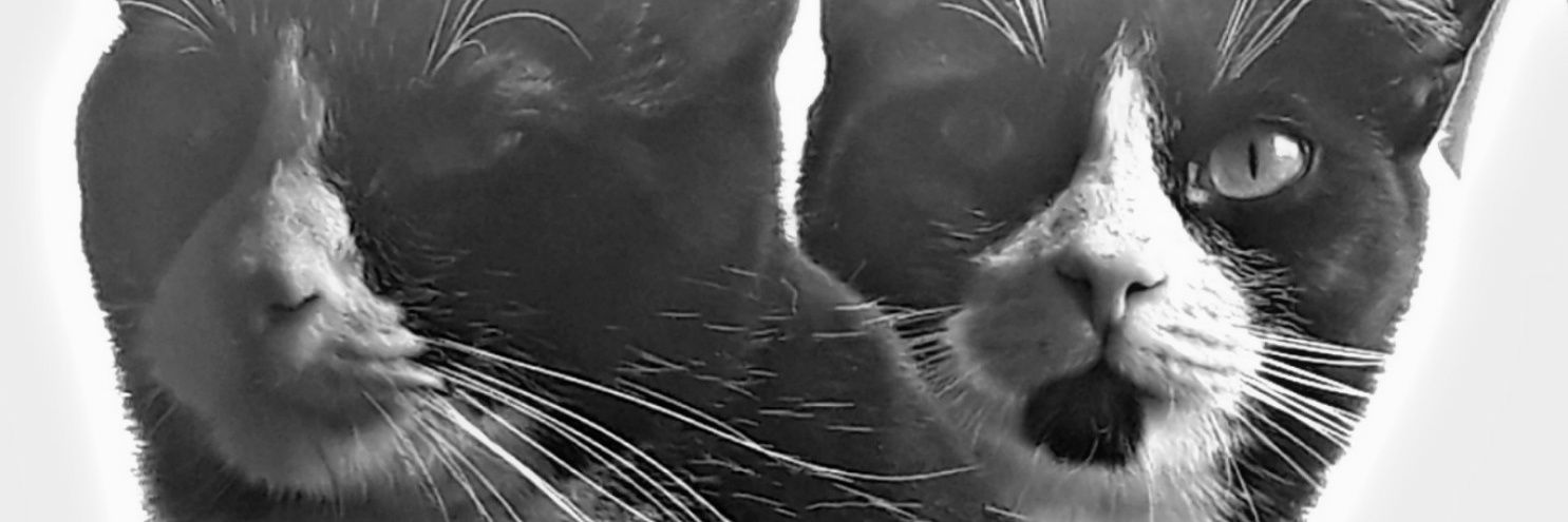 barmorales's profile banner image
