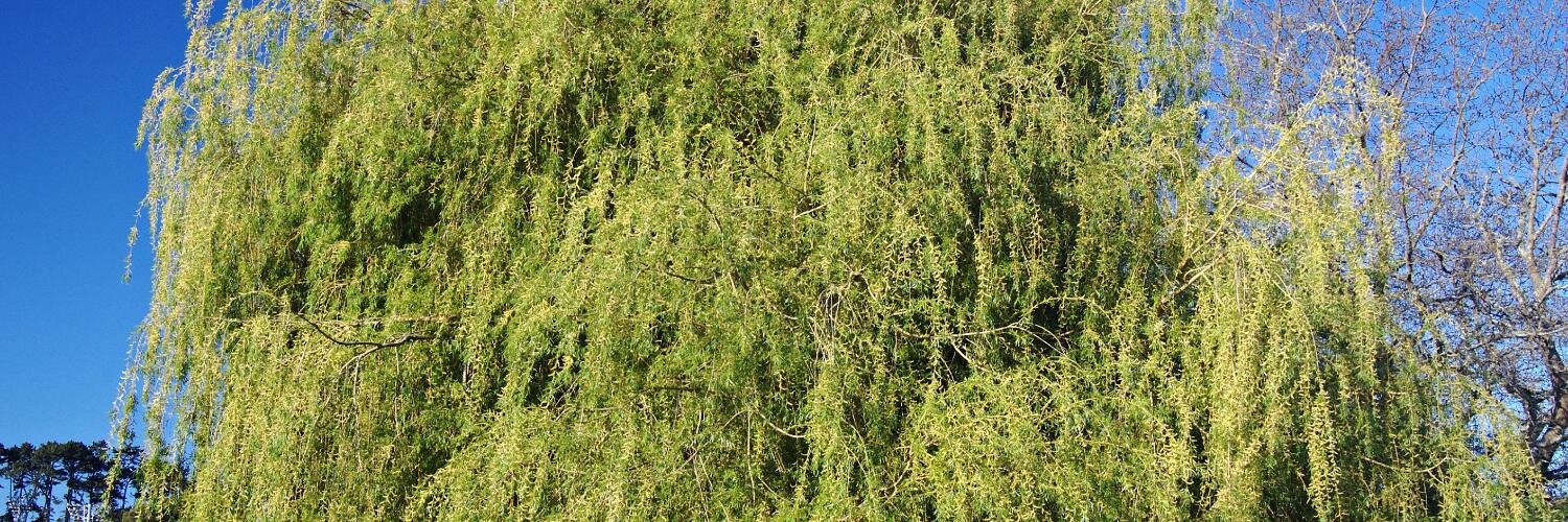 TrampSansTom's profile banner image