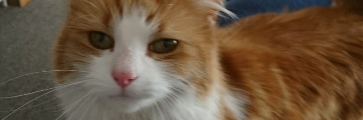 constanzaoyrzn's profile banner image