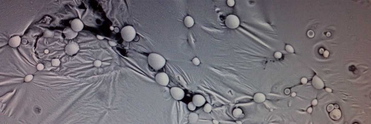 определенная Надежда banner