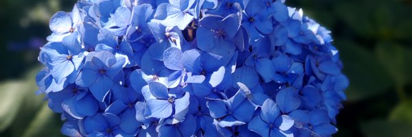 napiochan Profile Banner