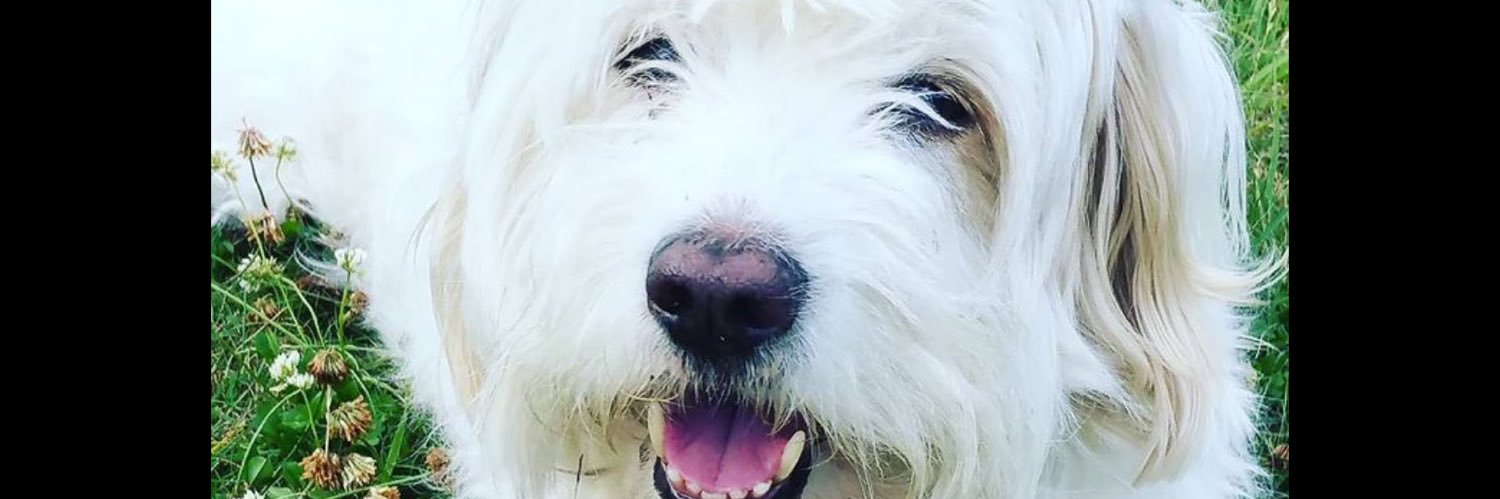 poppunkrapunzel's profile banner image