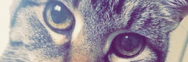 LauderYohan's profile banner image