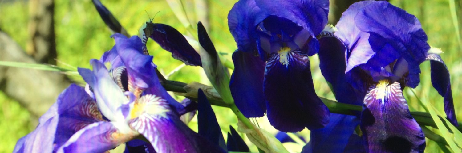 MonicaMokia's profile banner image
