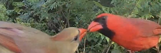 Birdaction's banner