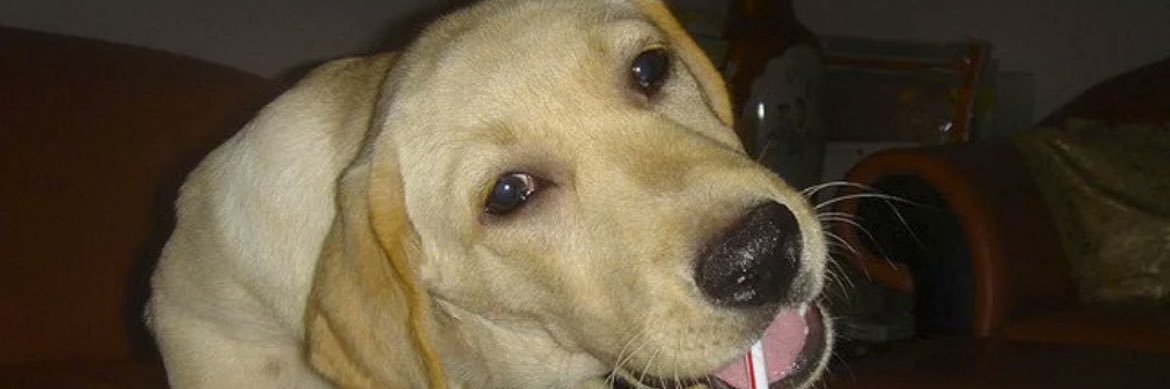 Expired Rabies COMMISSIONS OPEN (3/5) banner