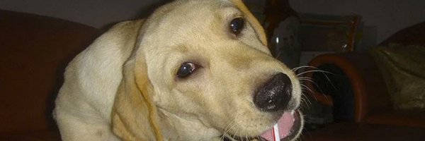 Expired_Rabies Profile Banner