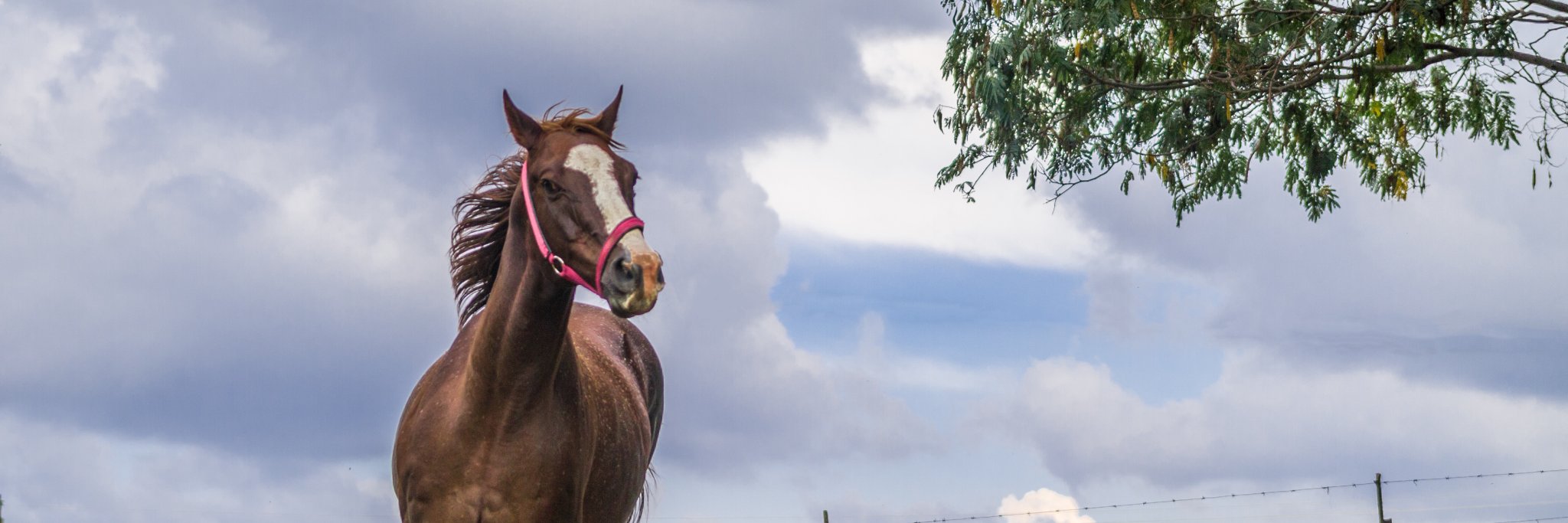 Andre Joubert banner