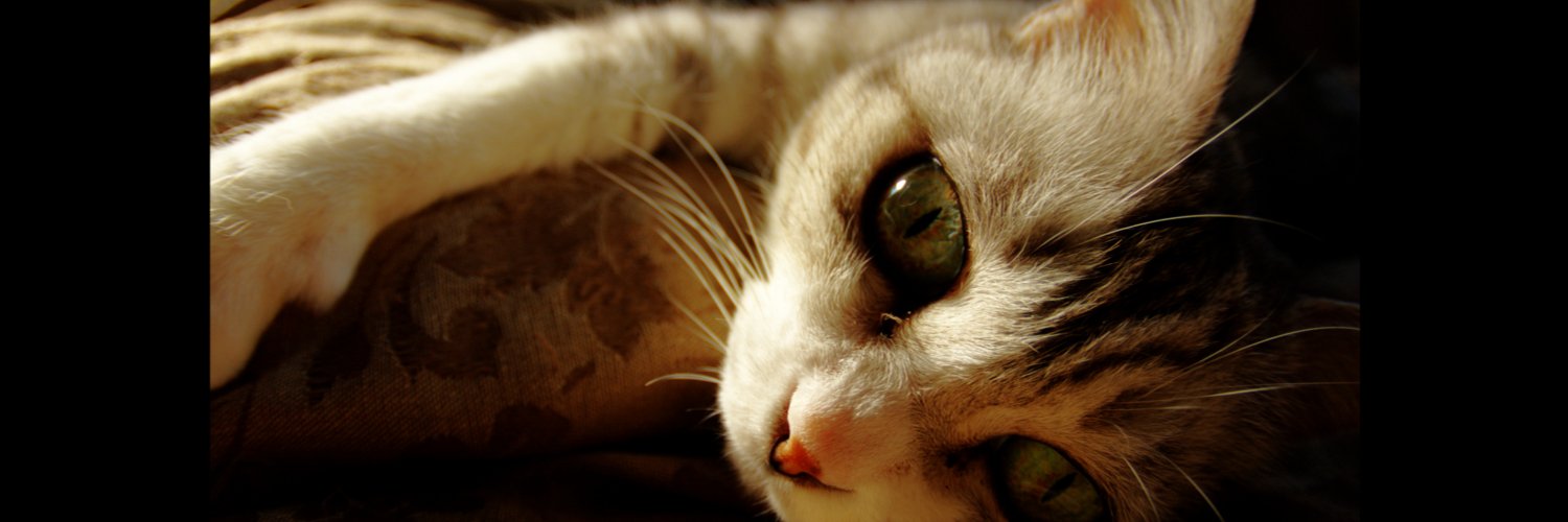 AlternativeKey's profile banner image