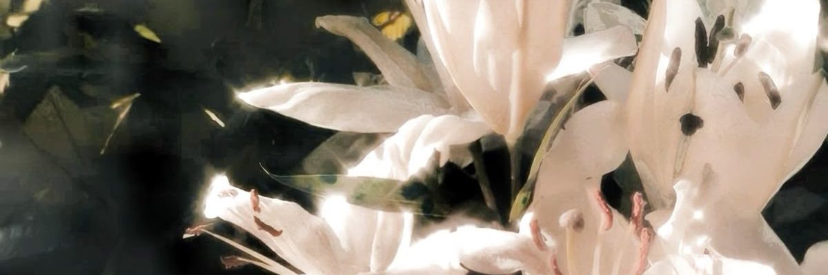 cait ౨ৎ's banner