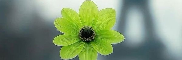 calm_greenry Profile Banner