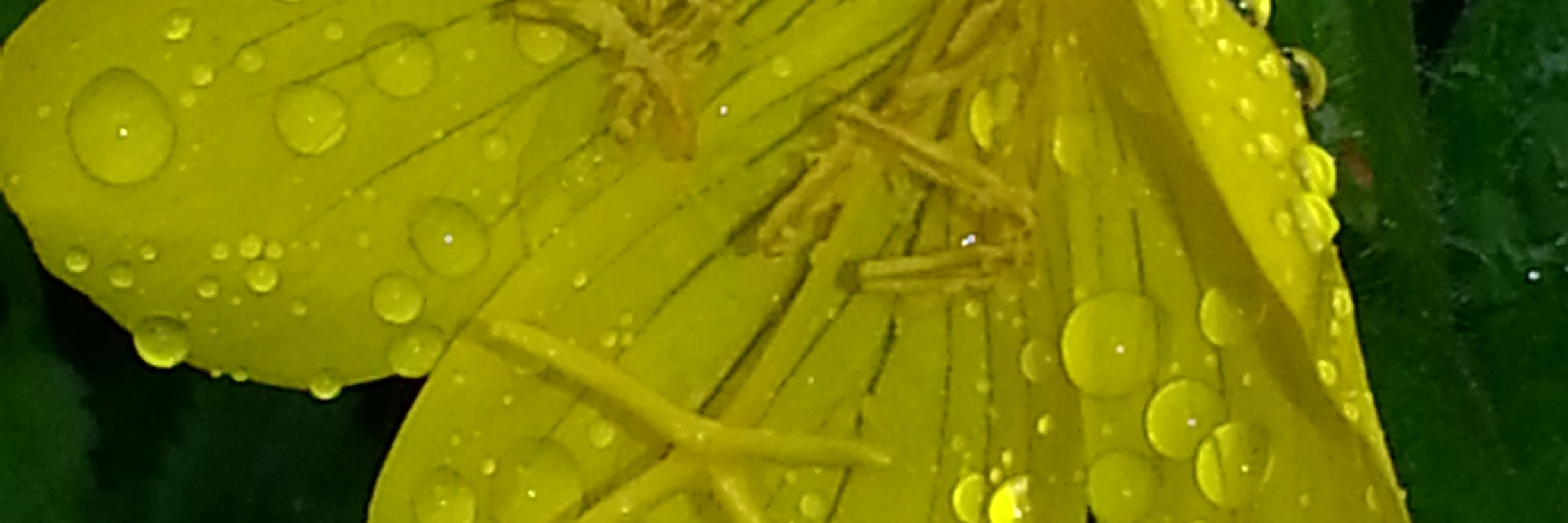 mommel1983's profile banner image