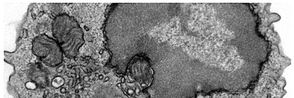 MitoTherapx_Lab Profile Banner