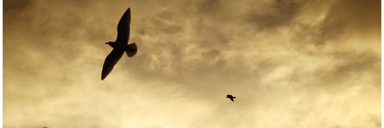 BrynWilliams27's profile banner image