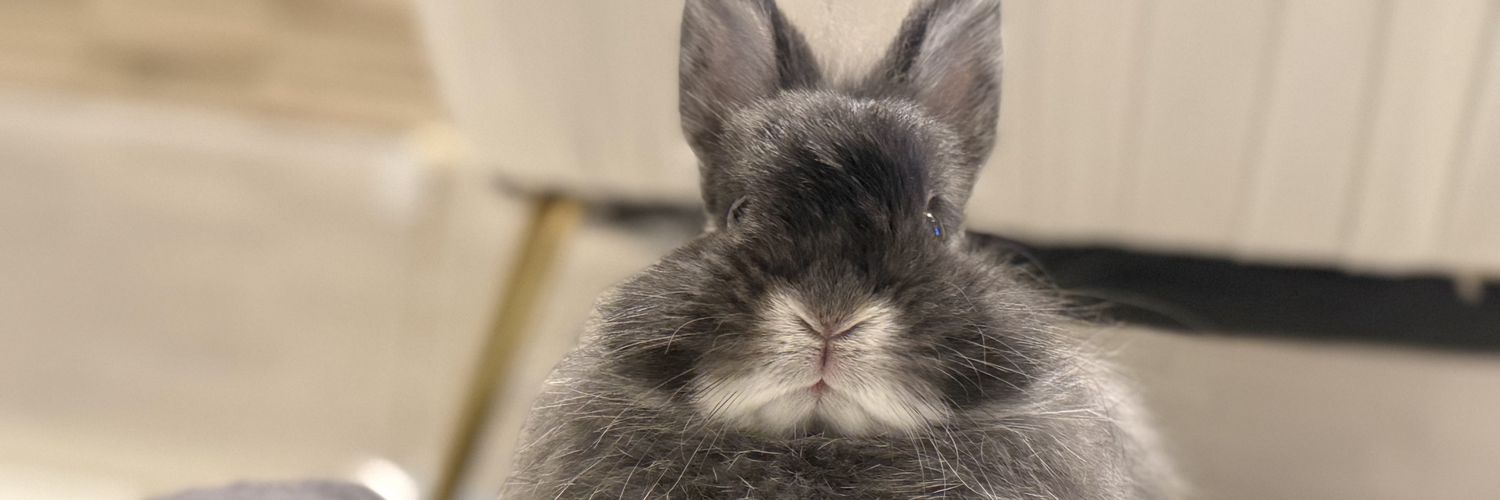 低糖🐰🥥 banner