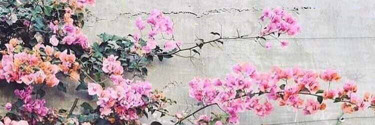 CinzaFlor_'s profile banner image