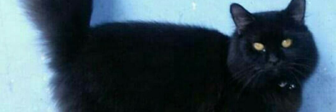 H A Y I S A banner