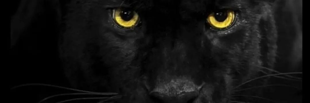 mao_andrade's profile banner image