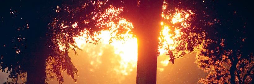 ^.^ 🎵🐾 banner