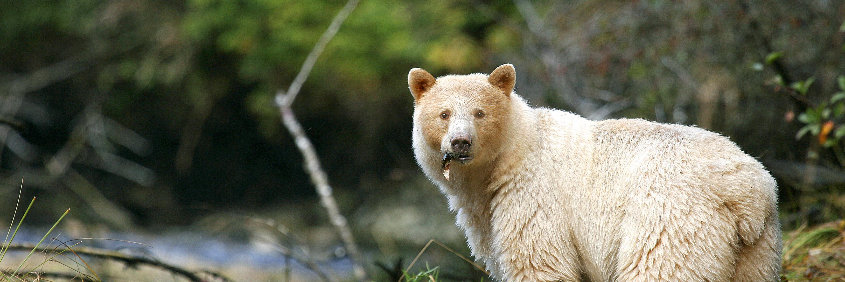 bearsforeverbc's profile banner image
