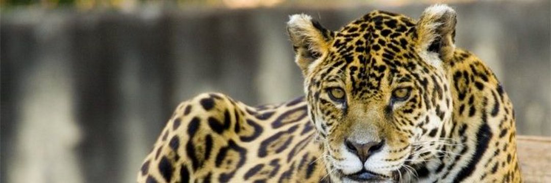 Nicolas ⚘️ JvonGessnek banner