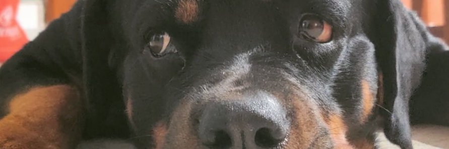 anu_flaxy's profile banner image