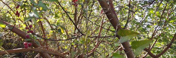 QuzmarAnan Profile Banner