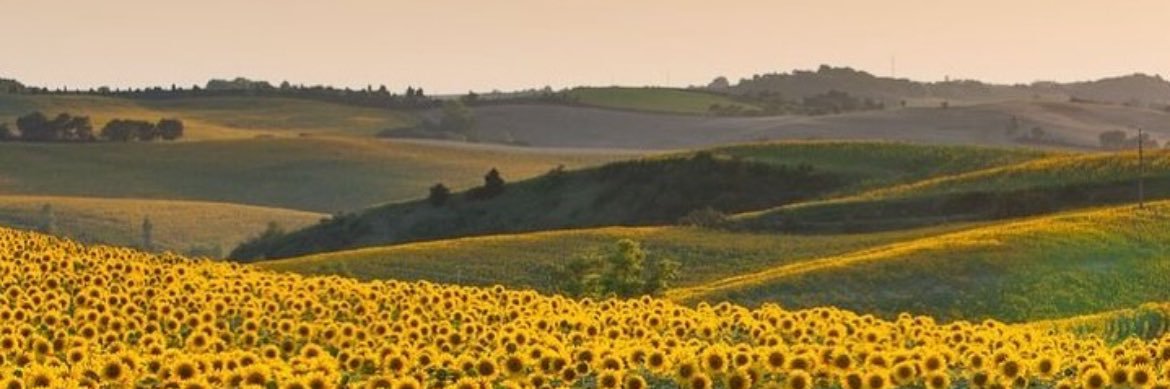 sxgnmtt's profile banner image