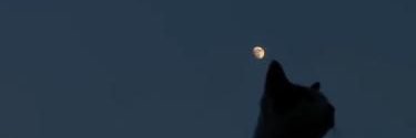 Zynelia's banner