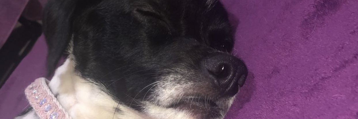 LuuliCiganotto's profile banner image