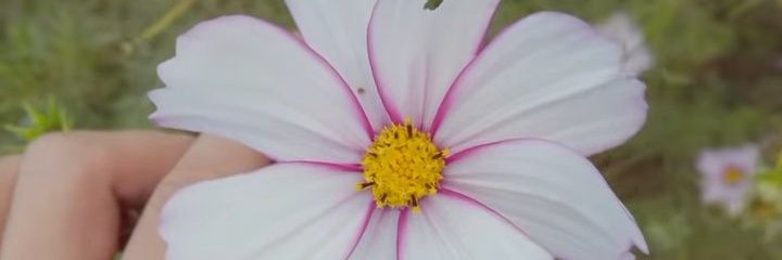 szhalyna28's profile banner image