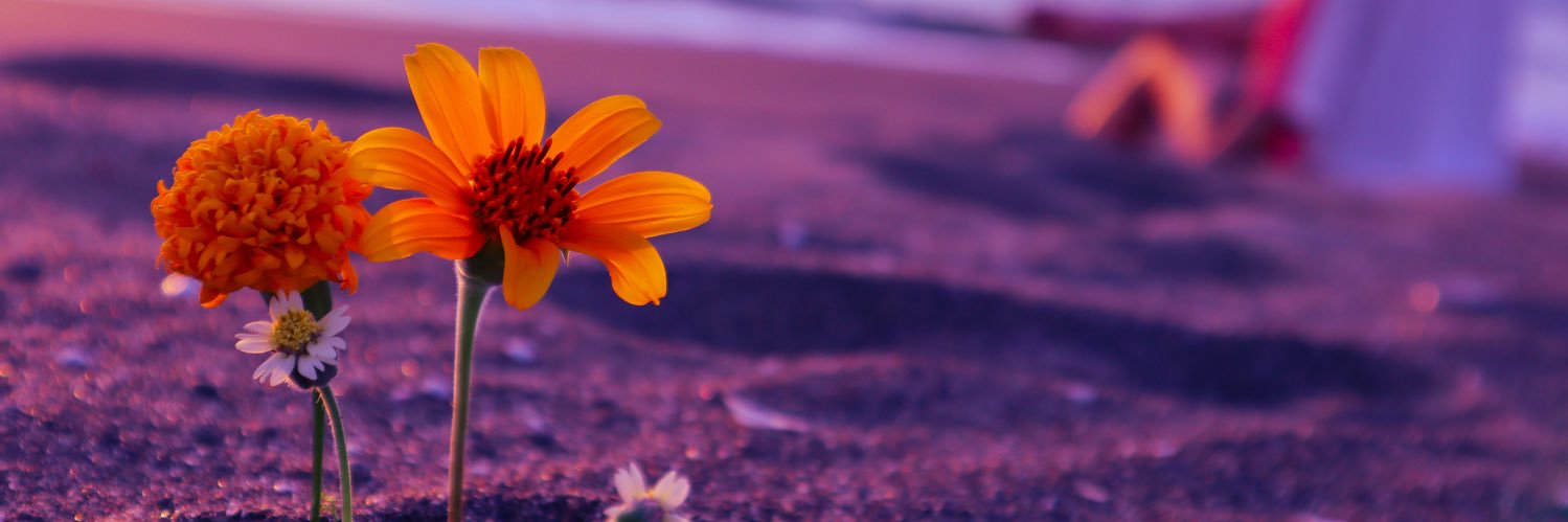 FonzyAisy's profile banner image