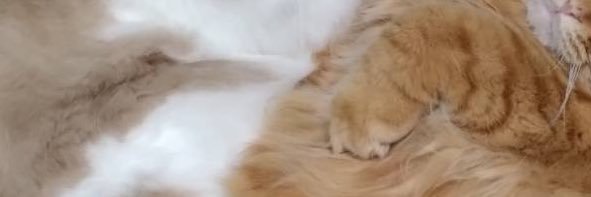 あんこもち's banner