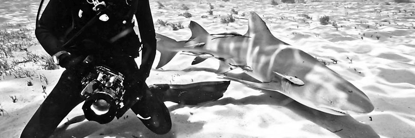 DiversForSharks's profile banner image