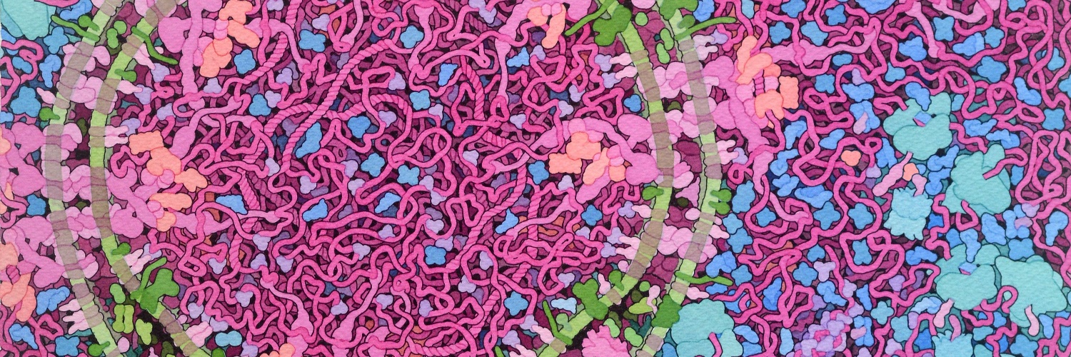 Sofia Ognibene banner