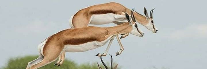 tinotonga's profile banner image