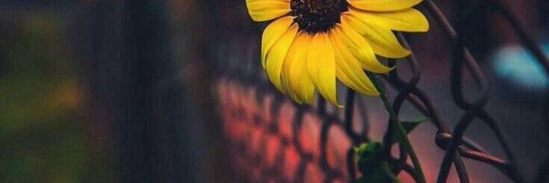 Adnannn2020's profile banner image