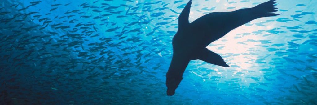 Sade Fritschi banner