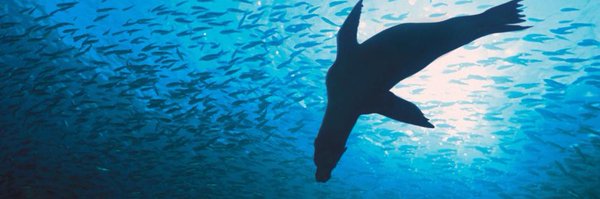 SadeFritschiEc Profile Banner