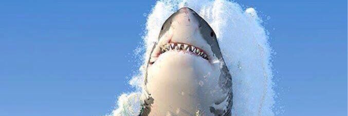 SurfLyn's profile banner image