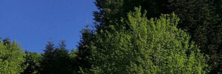 biny◡̈ ༘ * banner