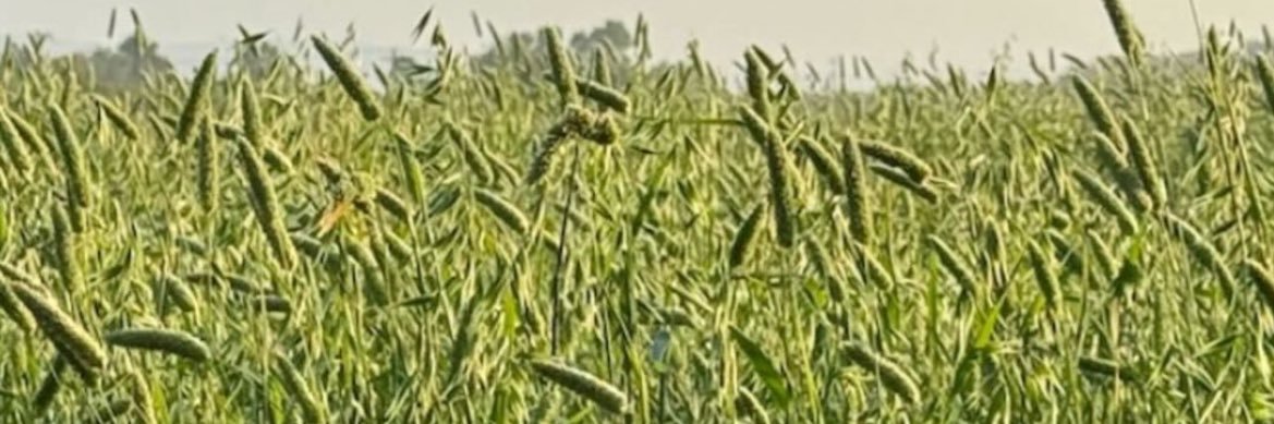 M banner