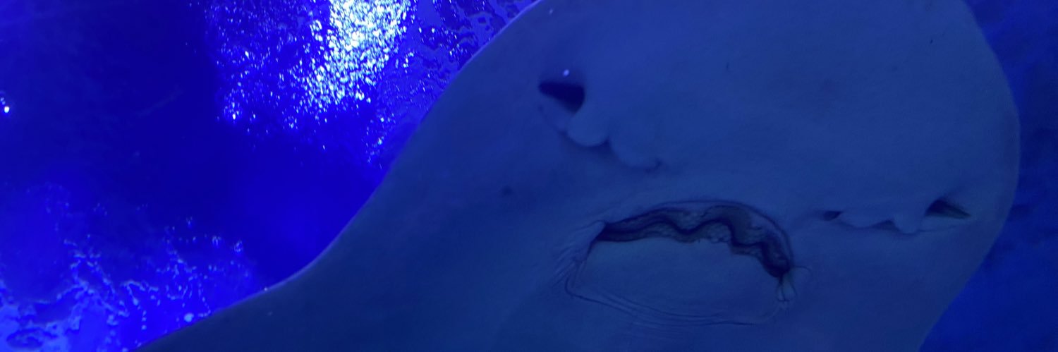 ndbehx's profile banner image