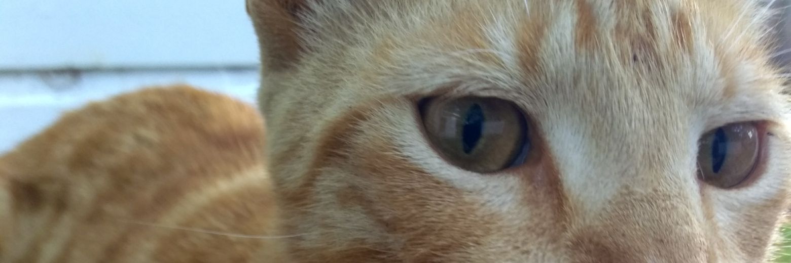 Judee_Booty's profile banner image