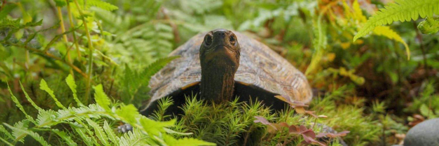 西郷憲一郎(Kenichiro Saigo) banner