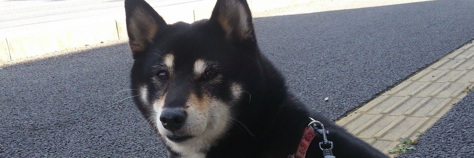 0512Mogi's profile banner image