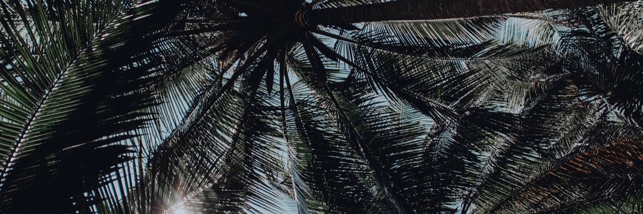 TiaaatheTiger's profile banner image